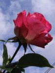 La rosa e il Sole  