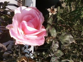 Una rosa  