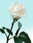 Una rosa, per mia sorella