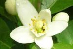 Dai candidi fiori