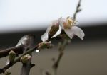 Profumo di primavera fra la neve  