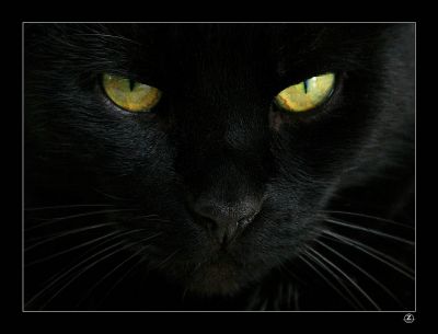 La gatta nera  