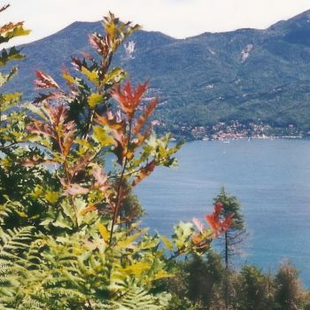 Ponte di giunchiglie