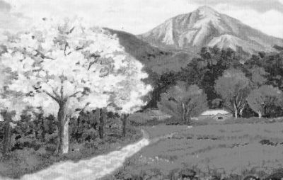 L’albicocco e la notte