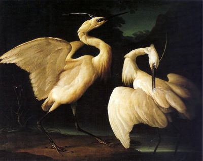 Come aironi su sfondo della notte