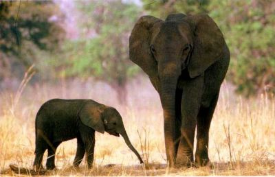 La premura dell�elefante