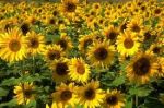 Sunflowers in the rain - girasoli nella pioggia