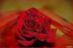 La rosa velata