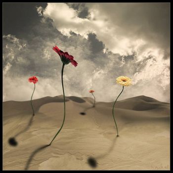 Le rose del deserto  