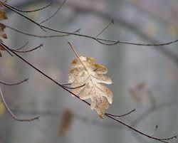 Umide foglie